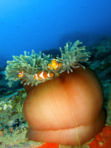 Anemone at Tokong Laut, Perhentians. by Brian Mayes 